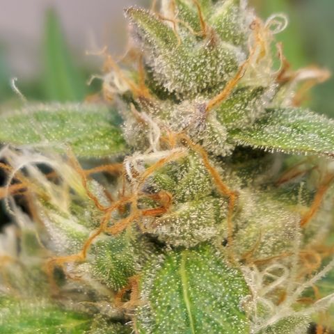 Royal Runtz Automatic growlog timeline photo
