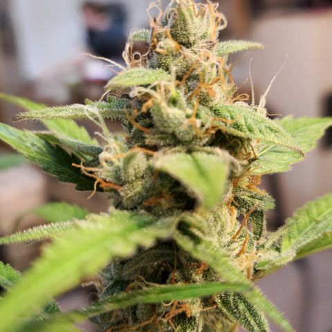 Royal Runtz Automatic growlog timeline photo