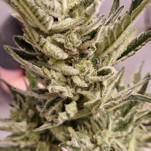 Cookies Gelato Automatic growlog timeline photo