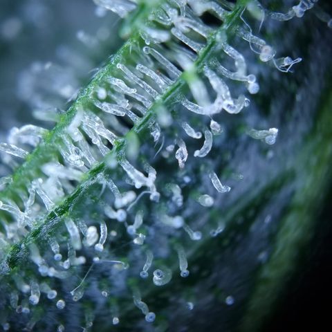Royal Creamatic growlog photo: Leicht milchige Trichom Köpfe. Einschätzung das se BW 5 ist würd passen denk ich 