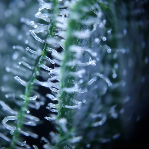 Royal Creamatic growlog photo: Leicht milchige Trichom Köpfe. Einschätzung das se BW 5 ist würd passen denk ich 