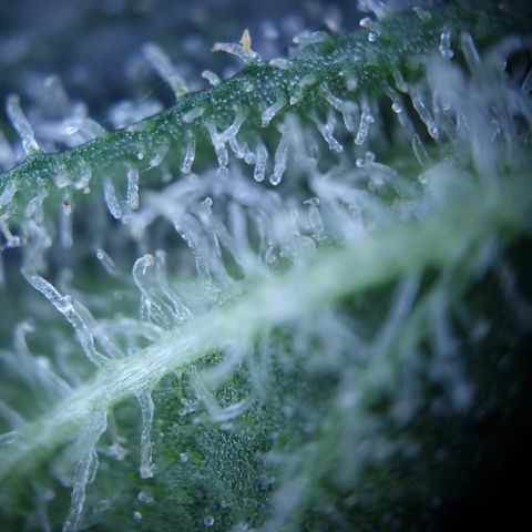 Royal Creamatic growlog photo: Leicht milchige Trichom Köpfe. Einschätzung das se BW 5 ist würd passen denk ich 