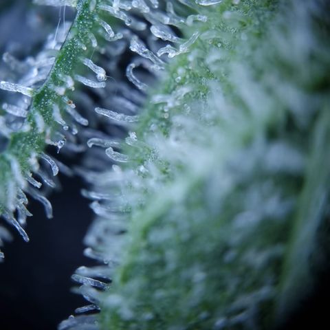 Royal Creamatic growlog photo: Leicht milchige Trichom Köpfe. Einschätzung das se BW 5 ist würd passen denk ich 