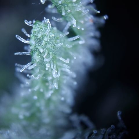 Royal Creamatic growlog photo: Leicht milchige Trichom Köpfe. Einschätzung das se BW 5 ist würd passen denk ich 