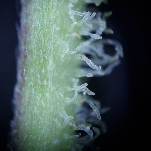 Royal Creamatic growlog photo: Leicht milchige Trichom Köpfe. Einschätzung das se BW 5 ist würd passen denk ich 