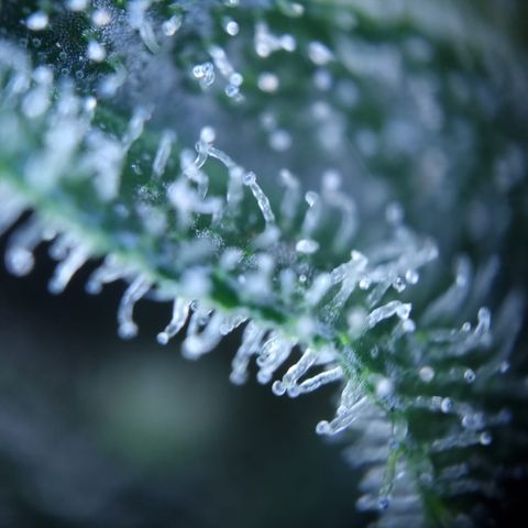 Royal Creamatic growlog photo: Leicht milchige Trichom Köpfe. Einschätzung das se BW 5 ist würd passen denk ich 