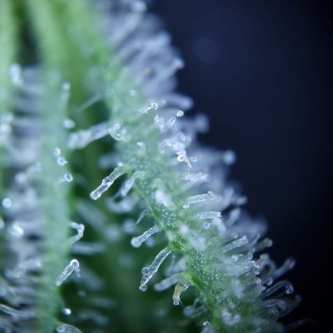 Royal Creamatic growlog photo: Leicht milchige Trichom Köpfe. Einschätzung das se BW 5 ist würd passen denk ich 