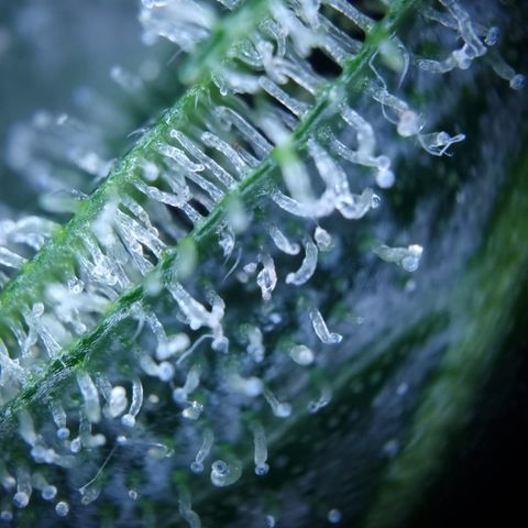 Royal Creamatic growlog photo: Leicht milchige Trichom Köpfe. Einschätzung das se BW 5 ist würd passen denk ich 