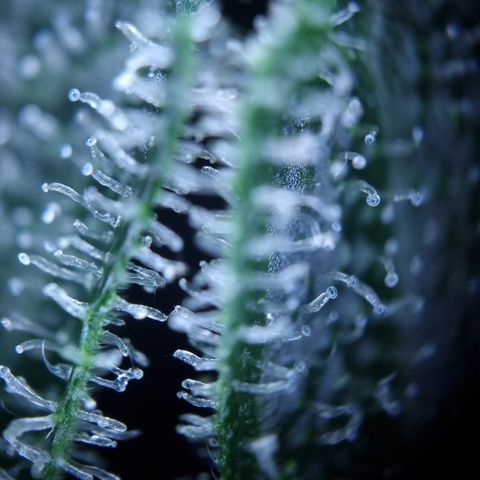 Royal Creamatic growlog photo: Leicht milchige Trichom Köpfe. Einschätzung das se BW 5 ist würd passen denk ich 