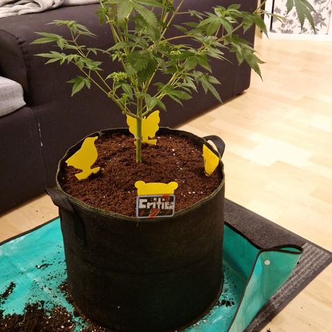 Critical Pheno#2//Mutter growlog timeline photo