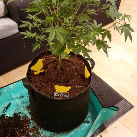 Critical Pheno#2//Mutter growlog timeline photo