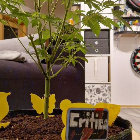 Critical Pheno#2//Mutter growlog timeline photo