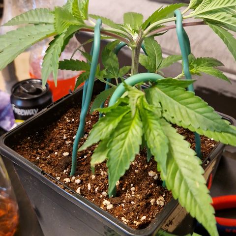 Critical "BigMama" #5 growlog timeline photo
