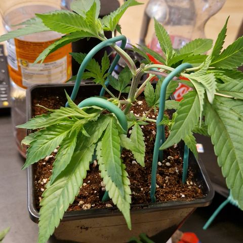 Critical "BigMama" #5 growlog timeline photo