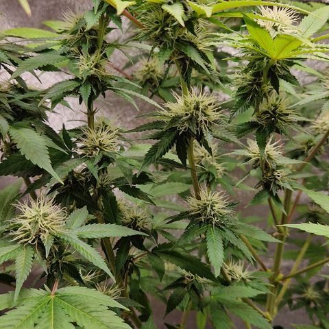 "BigMama" Critical #1 growlog timeline photo