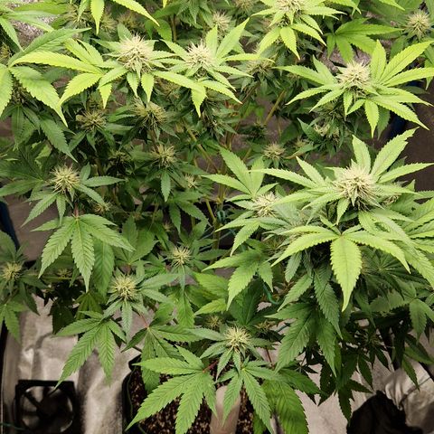 "BigMama" Critical #1 growlog timeline photo