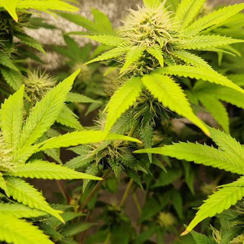 "BigMama" Critical #1 growlog timeline photo