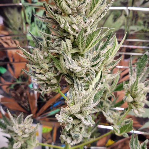 Royal Creamatic growlog timeline photo