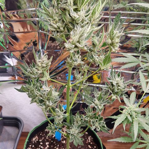 Royal Creamatic growlog timeline photo