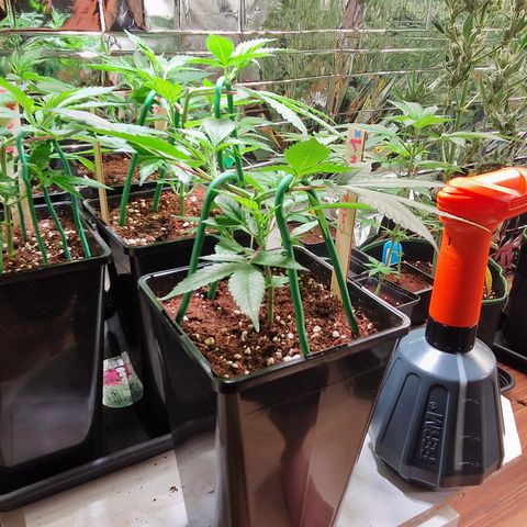 Critical "BigMama" #5 growlog timeline photo