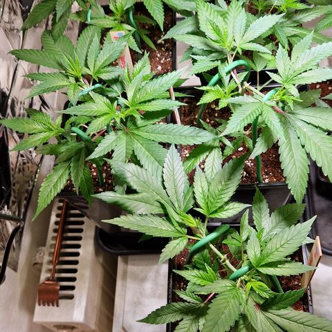 Critical "BigMama" #5 growlog timeline photo
