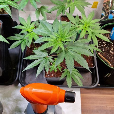 Critical "BigMama" #5 growlog timeline photo