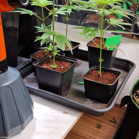 Critical "BigMama" #5 growlog timeline photo