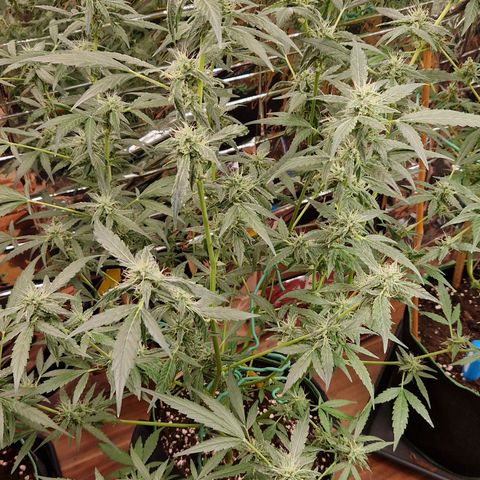 Royal Cheese Automatik #2 growlog timeline photo