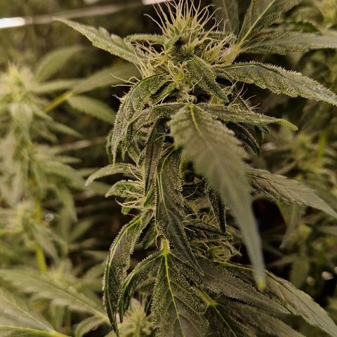 Royal Cheese Automatik #2 growlog timeline photo