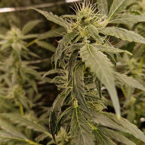 Royal Cheese Automatik #2 growlog timeline photo
