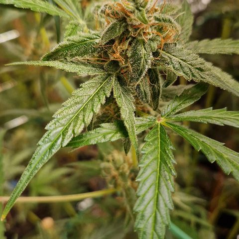 Royal Runtz Automatic growlog timeline photo