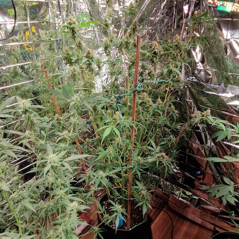 Royal Runtz Automatic growlog timeline photo