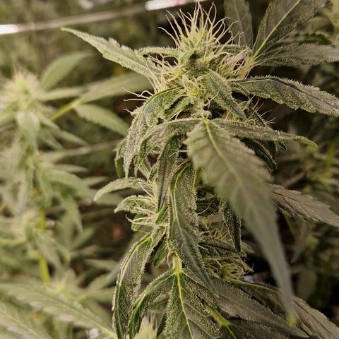 Royal Cheese Automatik #2 growlog timeline photo
