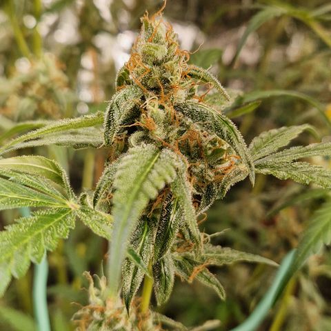 Royal Runtz Automatic growlog timeline photo