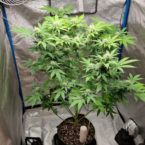 "BigMama" Critical #1 growlog timeline photo