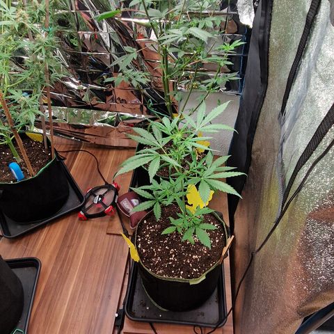 Special Queen #1 growlog timeline photo