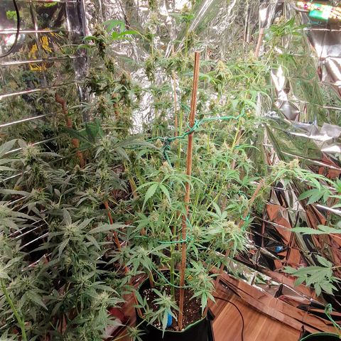 Royal Runtz Automatic growlog timeline photo