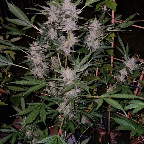 Cookies Gelato Automatic growlog timeline photo