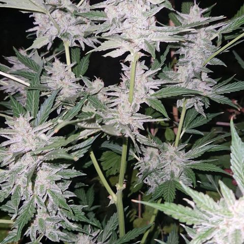 Cookies Gelato Automatic growlog timeline photo