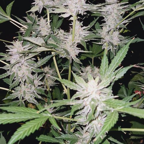 Cookies Gelato Automatic growlog timeline photo