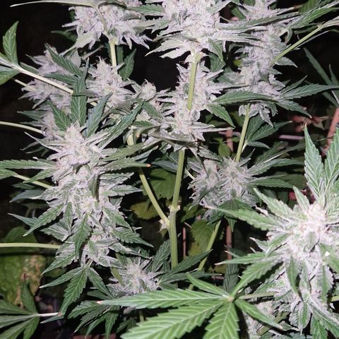 Cookies Gelato Automatic growlog timeline photo
