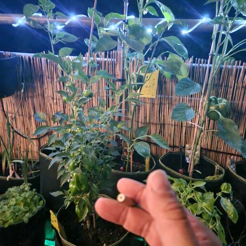 Critical Pheno#2//Mutter growlog timeline photo