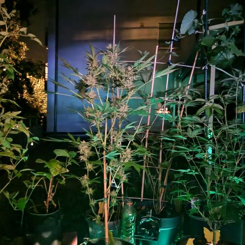 Critical Pheno#2//Mutter growlog timeline photo