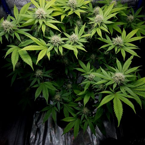 "BigMama" Critical #1 growlog photo: 😍