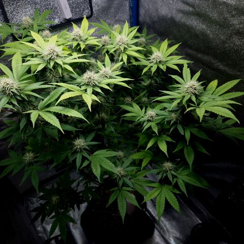 "BigMama" Critical #1 growlog photo: 😍