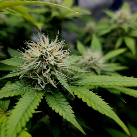 "BigMama" Critical #1 growlog photo: 😍