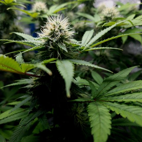 "BigMama" Critical #1 growlog photo: 😍