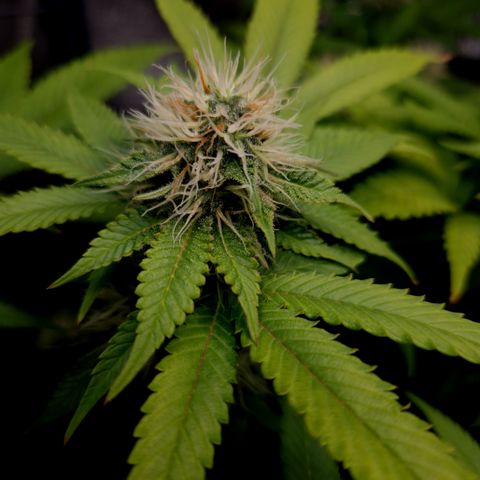 "BigMama" Critical #1 growlog timeline photo