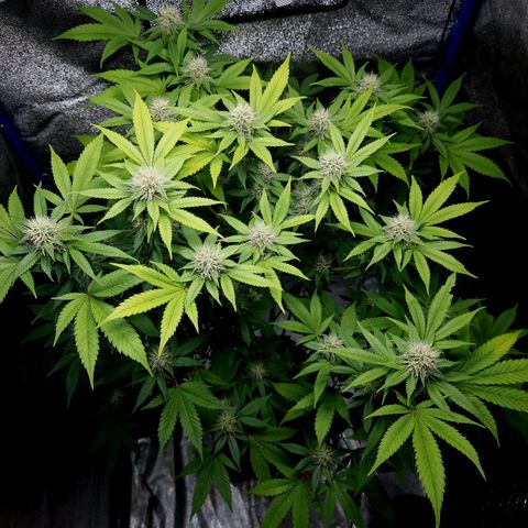"BigMama" Critical #1 growlog photo: 😍