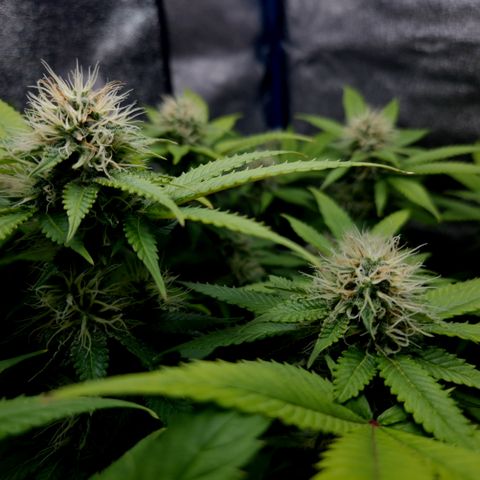 "BigMama" Critical #1 growlog photo: 😍